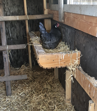 Guess the Egg color...