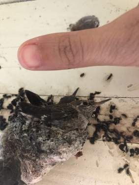 My Thumb For Size Reference:)