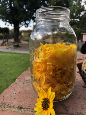 Yellow Sunflower Petals for Drying