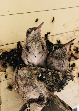 Two baby Hummingbirds!