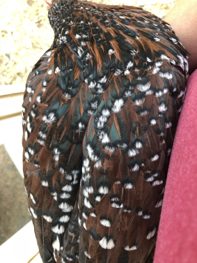 Speckled Sussex Coloring 