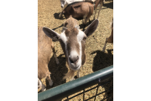 Goats:) 20c3181a-1331-4450-8406-70cc07340fd6.jpeg