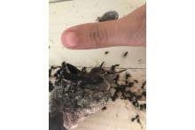 My Thumb For Size Reference:) 6f8b410c-6228-4c1c-be92-10450c28503f.jpeg