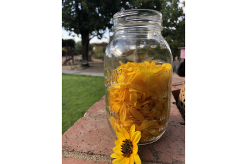 Yellow Sunflower Petals for Drying