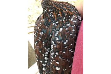 Speckled Sussex Coloring 